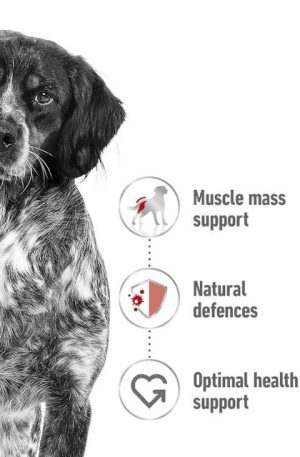 ROYAL CANIN MEDIUM ADULTO