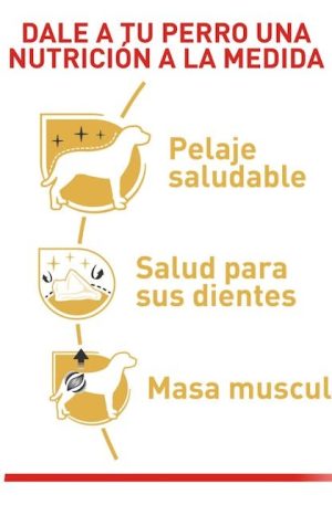 ROYAL CANIN POODLE ADULTO