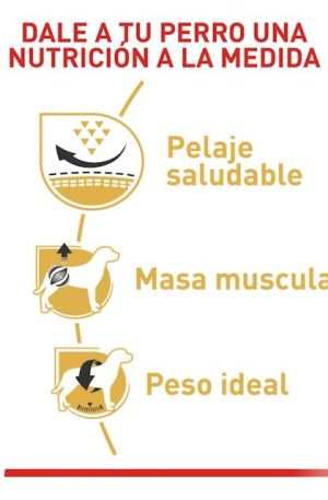 ROYAL CANIN PUG ADULTO