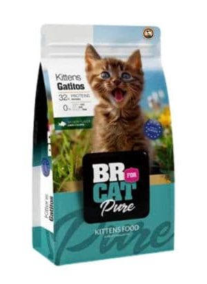 BR FOR CAT PURE KITTENS