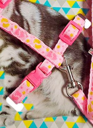 Arnés PARA GATO
