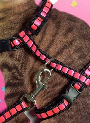 arnes y pechera para gato