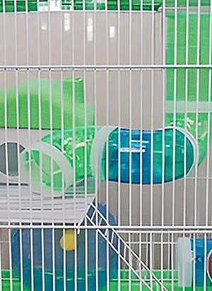 Jaula Interactiva Jaula Interactiva