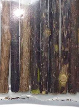 Palitos de Matatabi para gatos (2)