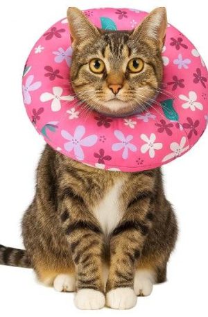 Collar Isabelino de Algodón (6) Collar Isabelino de Algodón