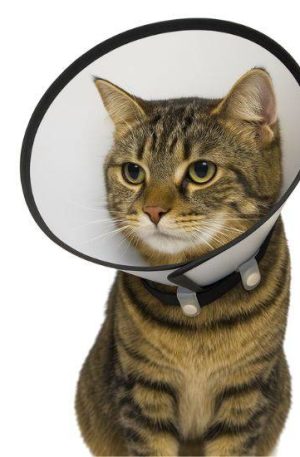 Collar isabelino (4) Collar isabelino