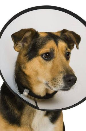 Collar isabelino (5) Collar isabelino