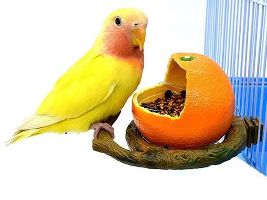 Garden Cup en Forma de Naranja – Comedero y Bebedero Decorativo - Imagen 3